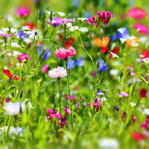 BLOEMENMENGSEL VLINDERBLOEMEN